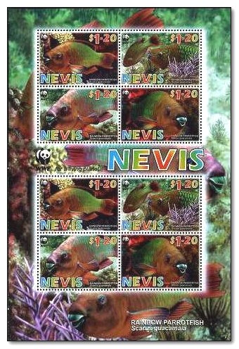 Nevis 2007 Rainbow Parrotfish ms.jpg