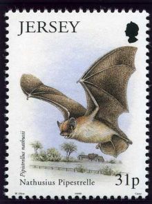 Jersey 1999 Small Mammals.31p.jpg