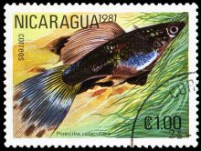 Nicaragua 1981 Tropical Fish f.jpg