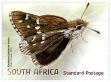 South Africa 2013 Butterflies & Moths e.jpg