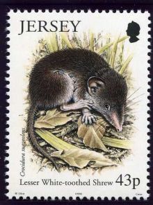 Jersey 1999 Small Mammals 43p.jpg
