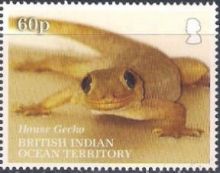 British Indian Ocean Territory 2019 Lizards a.jpg