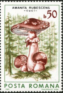 Romania 1986 Fungi 50.jpg