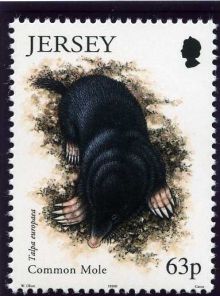 Jersey 1999 Small Mammals.63p.jpg