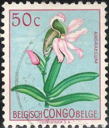 Belgian Congo 1952 -1953 Definitive Issues - Flowers 50c.jpg