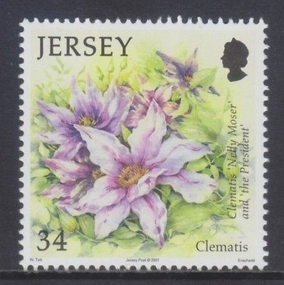 Jersey 2007 Summer Flowers.34p.jpg