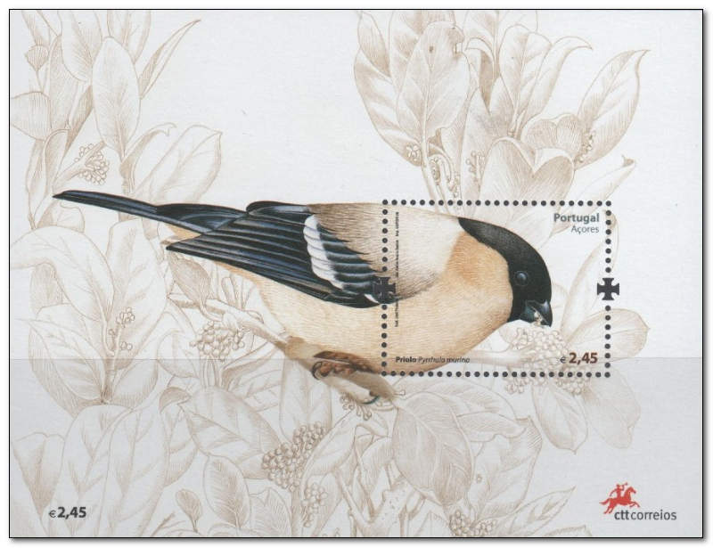Azores 2008 The Azorean Bullfinch ms.jpg