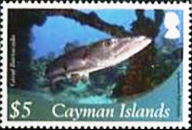 Cayman Islands 2012 Definitives - Marine Life j.jpg