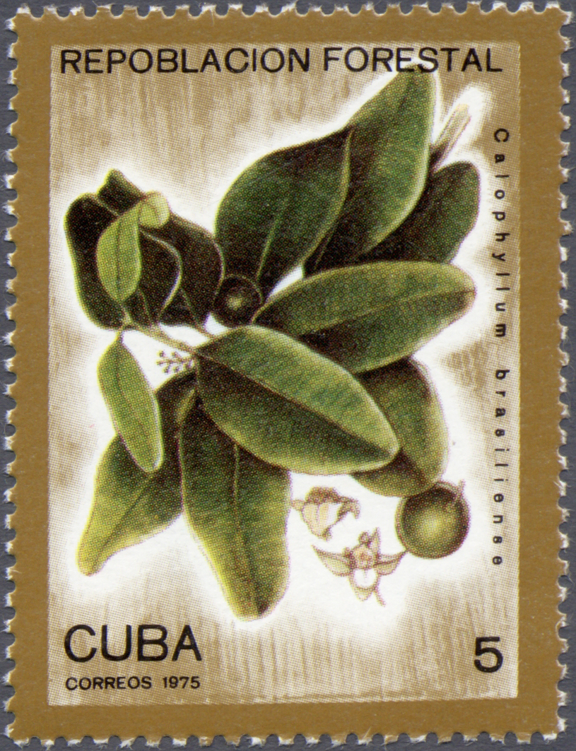 Cuba 1975 Reforestation 5.jpg