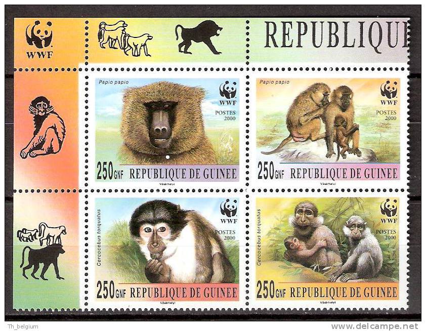 Guinea 2000 Baboon, Mangabey, Monkeys, WWF a.jpg