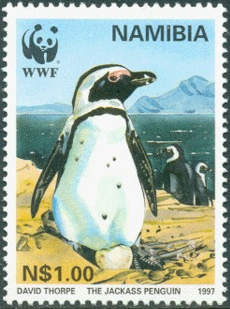 Namibia 1997 Jackass Penguin b.jpg