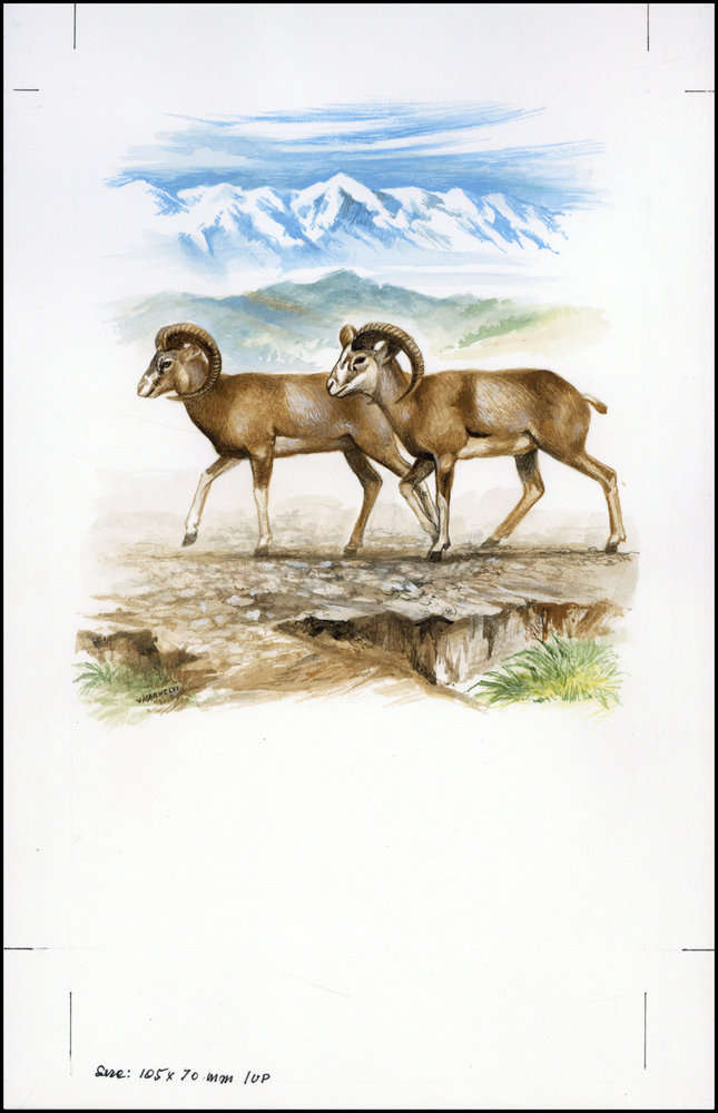 Afghanistan 1998 Steppe Sheep WWF c2.jpg