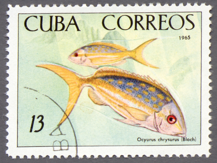 Cuba 1965 The National Aquarium - Fish 13.jpg