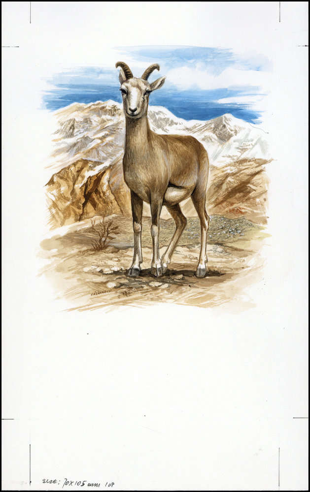 Afghanistan 1998 Steppe Sheep WWF b2.jpg