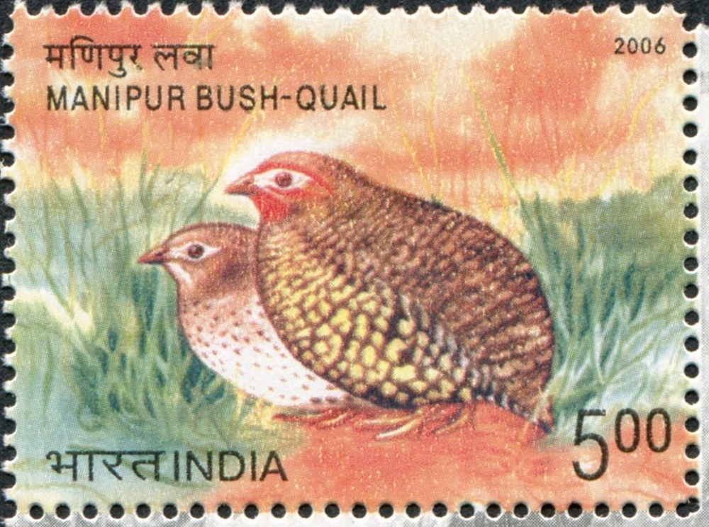 India 2006 Birds a.jpg