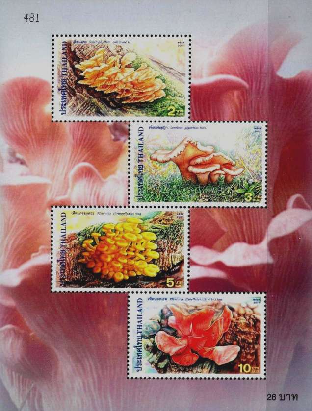 Thailand 2001 Fungi MS.jpg