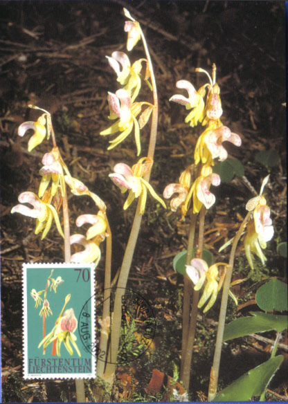 Lie20020808 orchid X1.jpg