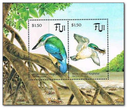 Fiji 1994 White-collared Kingfisher a.jpg