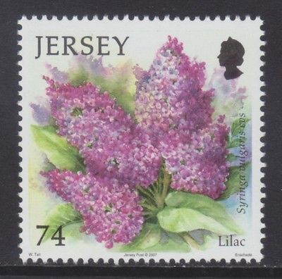 Jersey 2007 Summer Flowers.74p.jpg