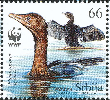 One page. The CORMORANT, a facinating bird ServiaPS.jpg