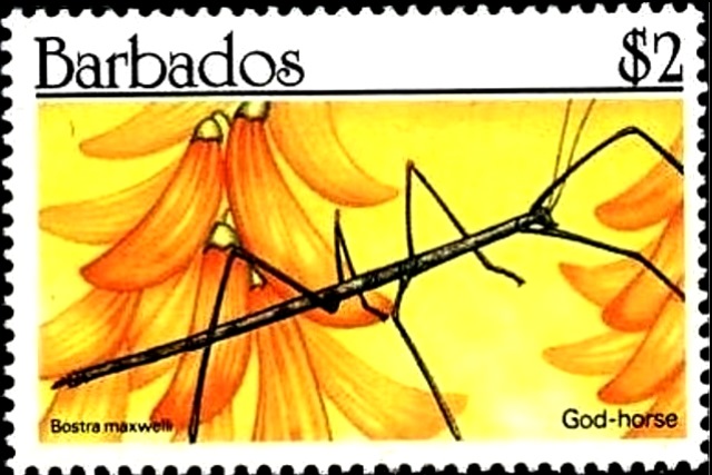 Barbados 1990 Insects d.jpg