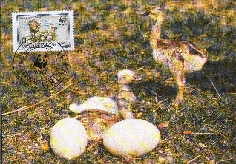 Uruguay 1998 Rhea Americana WWF b3.jpg
