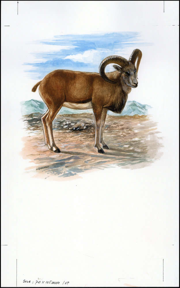 Afghanistan 1998 Steppe Sheep WWF d2.jpg