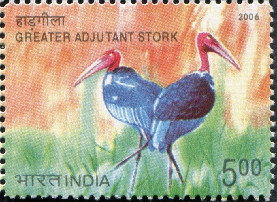 India 2006 Birds c.jpg
