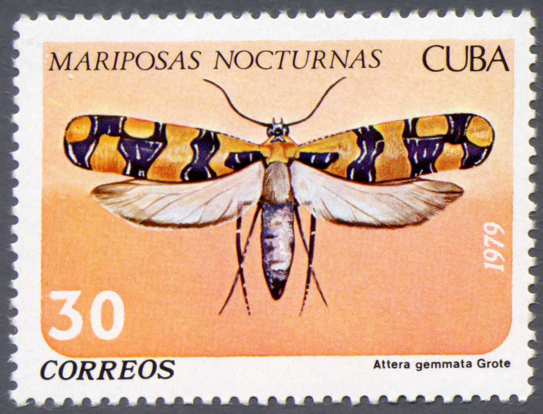 Cuba 1979 Nocturnal Butterflies 30c.jpg