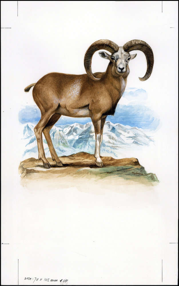 Afghanistan 1998 Steppe Sheep WWF a2.jpg