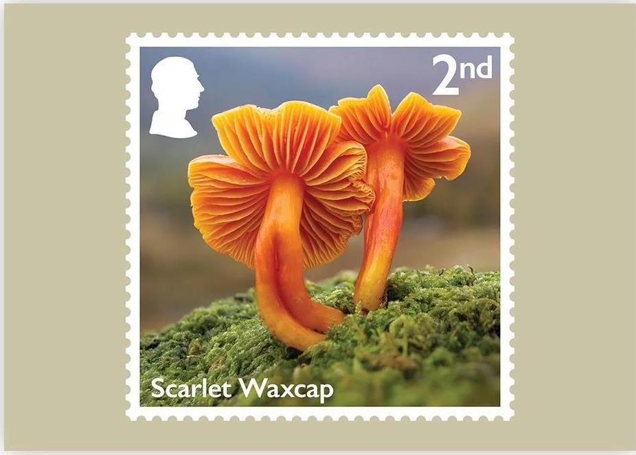 GB 2025 Mushrooms of Britain PHQ3.jpg