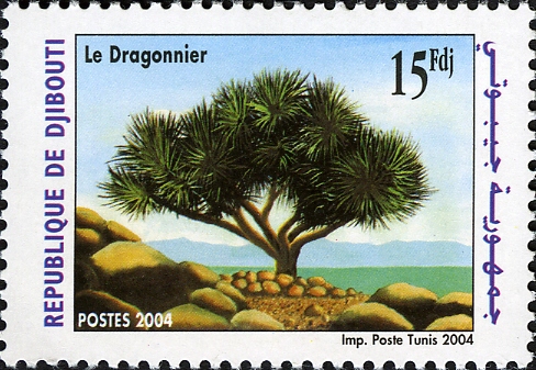 Djibouti 2004 Dragon Tree a.jpg