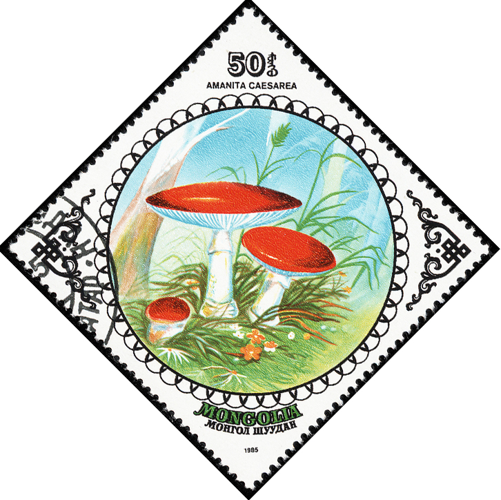Mongolia 1985 Fungi 50.jpg