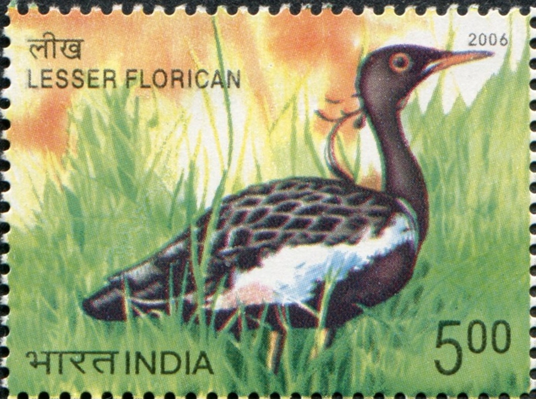 India 2006 Birds b.jpg
