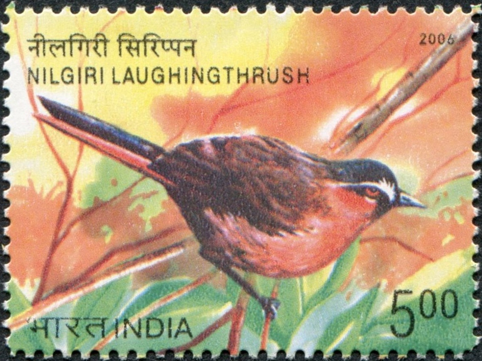 India 2006 Birds d.jpg