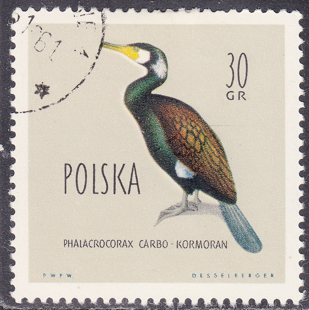 One page. The CORMORANT, a facinating bird PolandPS.jpg