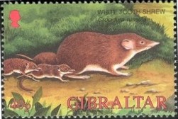 Gibraltar 2002 Wildlife b.jpg