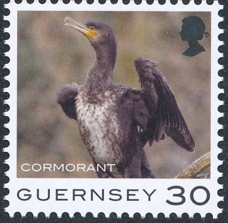 One page. The CORMORANT, a facinating bird GuernseyPS.jpg