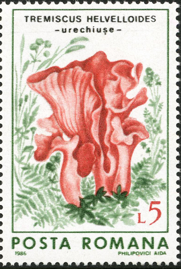 Romania 1986 Fungi 500.jpg