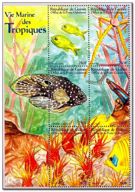 Guinea 2001 Marine Life b 300f.jpg