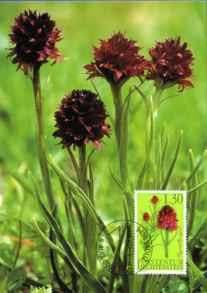 Lie20020808 orchid X3.jpg