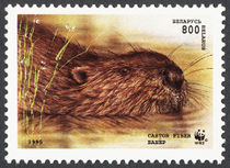 Belarus 1995 European Beaver 800.jpg
