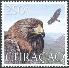 Curaçao 2014 Birds of Prey c.jpg