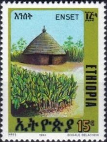 Ethiopia 1994 Enset Plant b.jpg