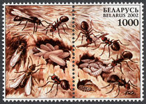 Belarus 2002 Ants 1000.jpg