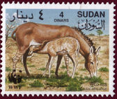 Sudan 19940715 Equus africanus a.jpg