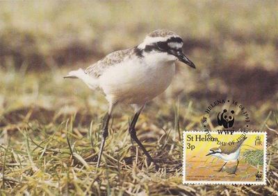 St Helena 1993 Wirebird WWF a3.jpg
