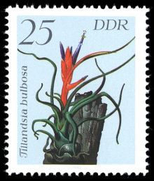 Germany-DDR 1988 Flowers 25pf.jpg