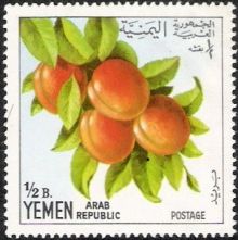 Yemen Arab Republic 1967 Fruits ½b.jpg