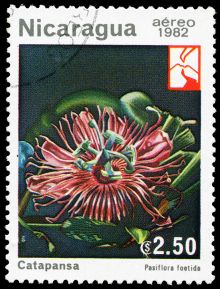 Nicaragua 1982 Airmail - Woodland Flowers 2,50cor.jpg